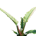 Philodendron narrow leaf variegata/ghost - poglądowe zdjęcie gatunku