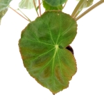 Begonia dietrichiana - liść