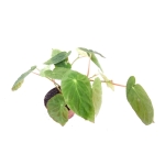 Begonia dietrichiana - M