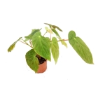 Begonia dietrichiana - M