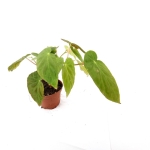 Begonia dietrichiana - M
