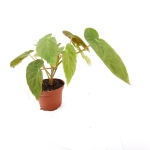 Begonia dietrichiana - M