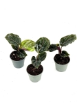 Goeppertia (Calathea) roseopicta Medallion - S