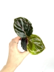 Goeppertia (Calathea) roseopicta Medallion - S