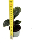 Goeppertia (Calathea) roseopicta Medallion - S
