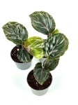 Goeppertia (Calathea) roseopicta Medallion - S