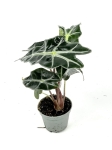Alocasia amazonica - S
