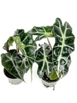 Alocasia amazonica - S