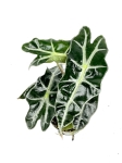 Alocasia amazonica - S