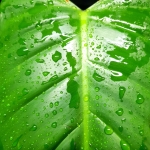 Philodendron Emerald Duke