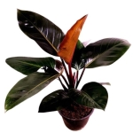 Philodendron rojo congo - zdjęcie poglądowe gatunku