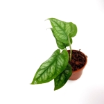 Monstera siltepecana - M