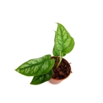 Monstera siltepecana - M