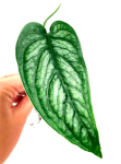 Monstera siltepecana - cięty węzeł