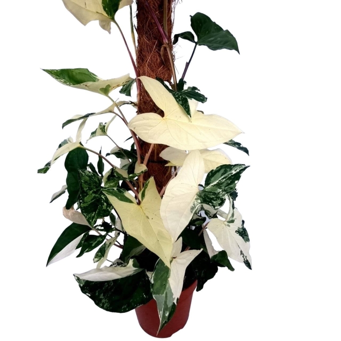 Syngonium Emerald Gem - XXL