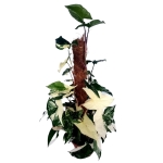 Syngonium Emerald Gem - XXL