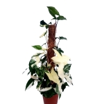 Syngonium Emerald Gem - XXL