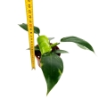 Philodendron White Wizard - M
