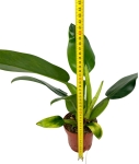 Philodendron Martianum / Pacova - L