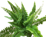 Nephrolepis exaltata Fluffy Ruffles -poglądowe zdjęcie odmiany