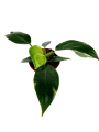 Philodendron White Wizard - M