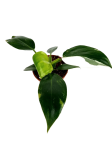 Philodendron White Wizard - M