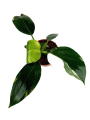 Philodendron White Wizard - M