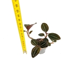 Ludisia Discolor - M