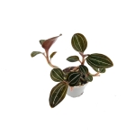Ludisia Discolor - M