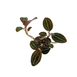 Ludisia Discolor - M