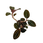 Ludisia Discolor - M