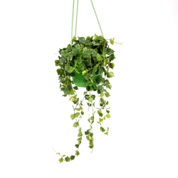 Hoya curtisii - cięty węzeł