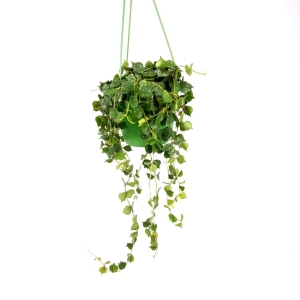 Hoya curtisii - cięty węzeł