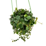 Hoya curtisi