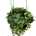 Hoya curtisi