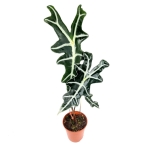 Alocasia nobilis - XL
