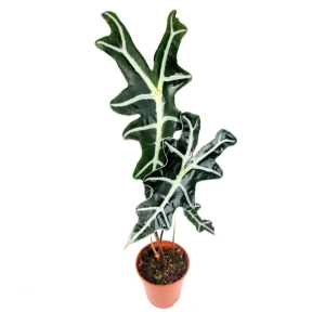 Alocasia nobilis - XL