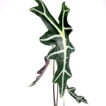 Alocasia nobilis - XL