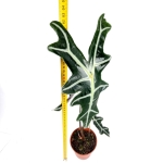 Alocasia nobilis - XL