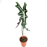 Alocasia nobilis - XL