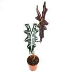 Alocasia nobilis - XL