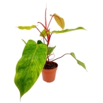 Philodendron Painted Lady - XL