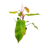 Philodendron Painted Lady - XL