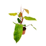 Philodendron Painted Lady - XL