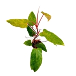 Philodendron Painted Lady - XL
