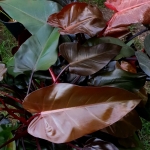 Philodendron Lisa / Majesty