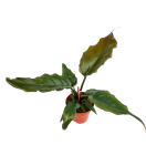 Philodendron Pluto M