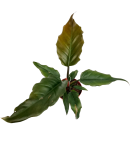 Philodendron Pluto M