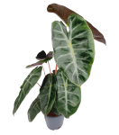 Alocasia Pink Dragon - zdjęcie poglądowe gatunku