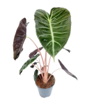 Alocasia Pink Dragon - zdjęcie poglądowe gatunku